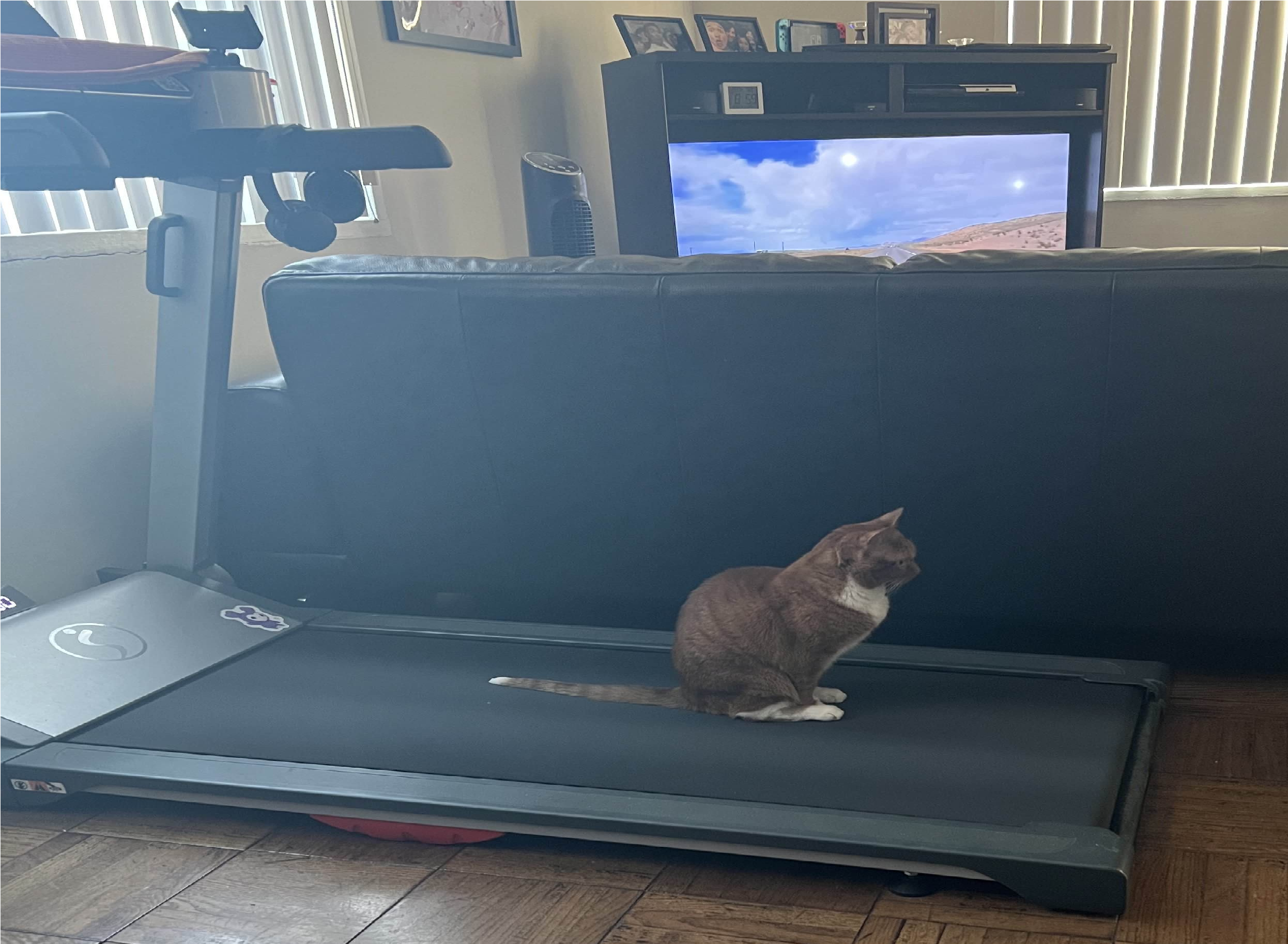 Cat on treadmill