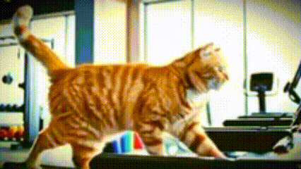 Cat running